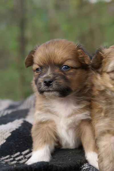 Küçük Köpekler Yakın Görüş — Stok fotoğraf