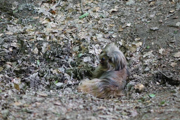 Собака Порода Грає Парку — стокове фото