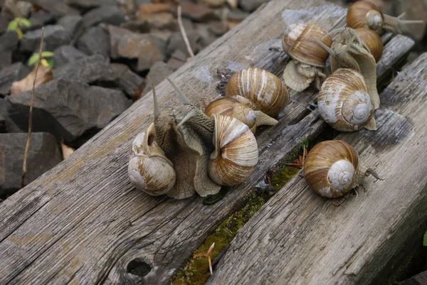 Die Kolonie Der Schnecken — Stockfoto