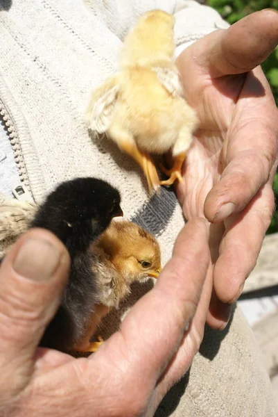 Frango Pequeno Mãos Humanas — Fotografia de Stock