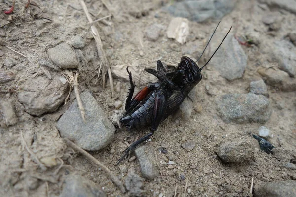 Dead Crickets Close View — Stock Photo, Image