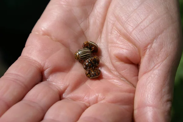 Besouros Colorado Mão — Fotografia de Stock