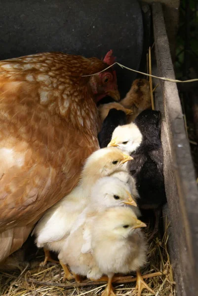 Pollo Con Polluelos Nido — Foto de Stock