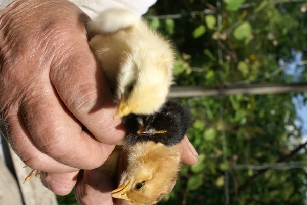 Frango Pequeno Mãos Humanas — Fotografia de Stock