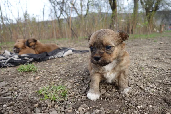 Küçük Köpekler Yakın Görüş — Stok fotoğraf