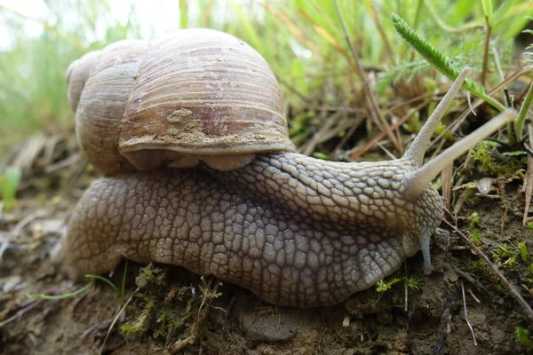 Slak Tuin Het Gras — Stockfoto