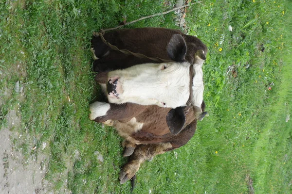 Vache Repose Sur Herbe — Photo