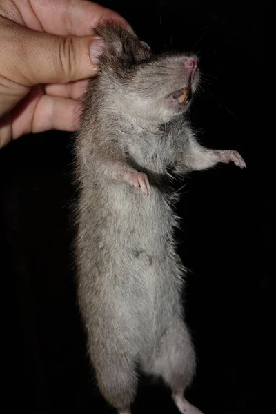Martwy Szczur Widok Bliska — Zdjęcie stockowe