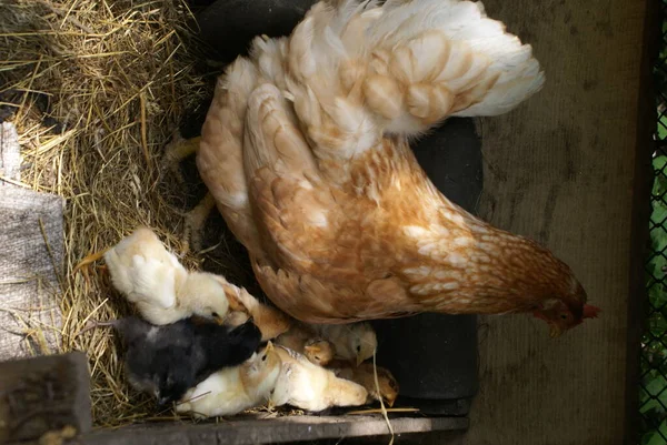 Pollo Con Polluelos Nido — Foto de Stock