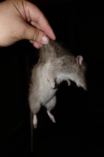 Мертвая Крыса Крупный План — стоковое фото
