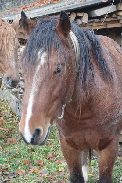 Cavalo Hutsul Conhecido Como Gutsulik Gutsul Cavalos Domésticos Rocha Que — Fotografia de Stock