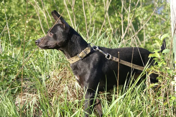 Perro Negro Vista Cerca —  Fotos de Stock