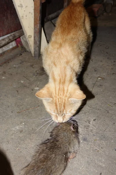 Cat Caught Rat — Stock Photo, Image