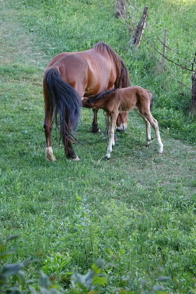 Cavalo Dos Cárpatos Montanhas Dos Cárpatos Transcarpatias — Fotografia de Stock