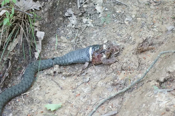 Cobra Natrix Natrix Pegou Sapo Transcarpatias — Fotografia de Stock