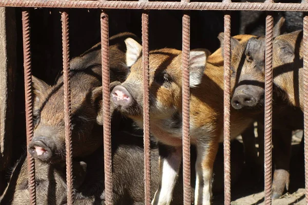 Schweine Eisernen Käfig — Stockfoto