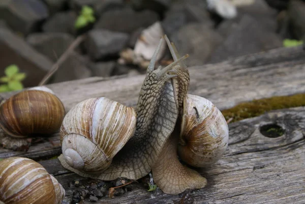 Colônia Caracóis — Fotografia de Stock