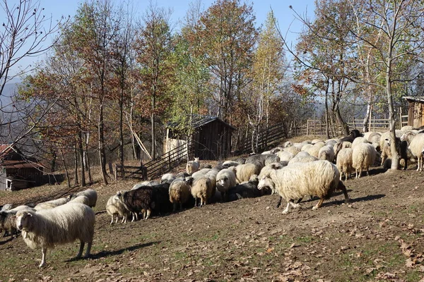 Owce Polu — Zdjęcie stockowe