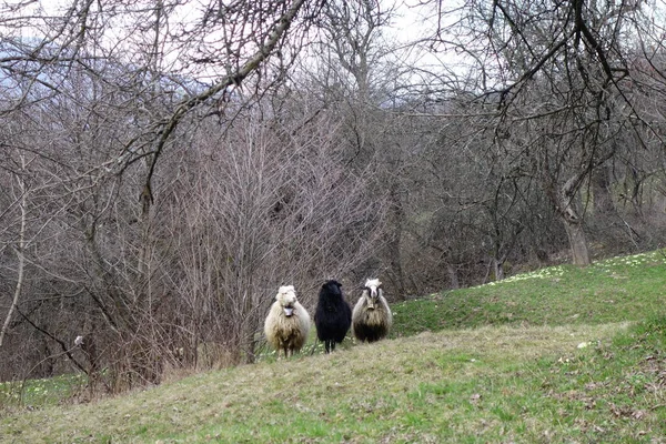 Вівці Зеленій Траві Закарпатті — стокове фото