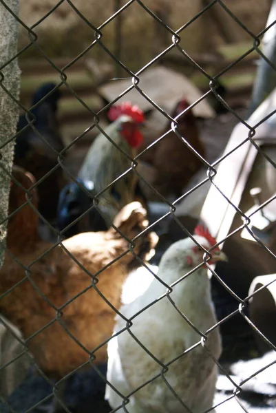 Poulets Coqs Dans Une Cage — Photo