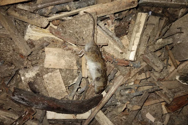 Dead Rat Close View — Stock Photo, Image