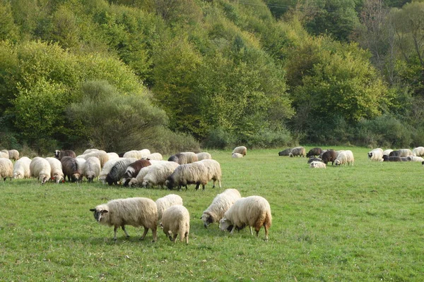 一群羊在草地上吃草 — 图库照片