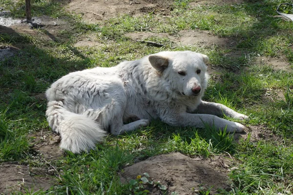 Vieux Chien Blanc Extérieur — Photo