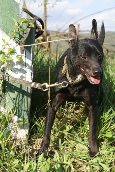 Cão Preto Vista Perto — Fotografia de Stock