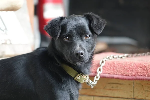 Perro Cadena — Foto de Stock