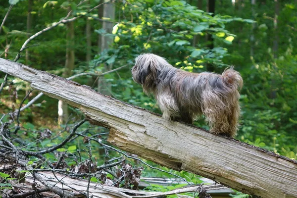 犬の肖像画です — ストック写真