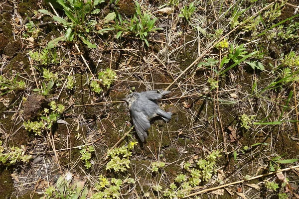 Dead Bird Lawn — Stock Photo, Image