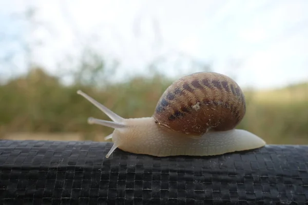 Kleine Slak Slakkenboerderij Transcarpathie — Stockfoto