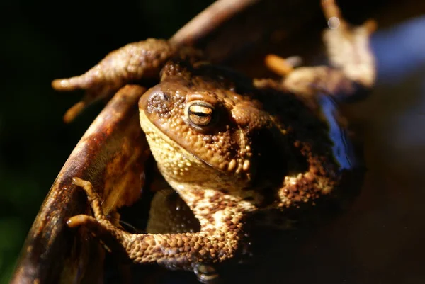 Pad Drijvend Een Vat Met Water — Stockfoto