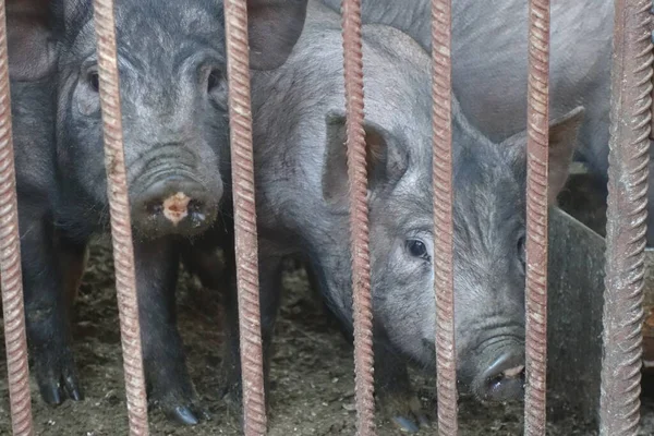 Cerdos Una Jaula Hierro —  Fotos de Stock