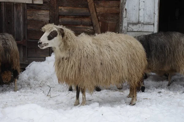 Вівці Взимку Біля Сараю Закарпатті — стокове фото