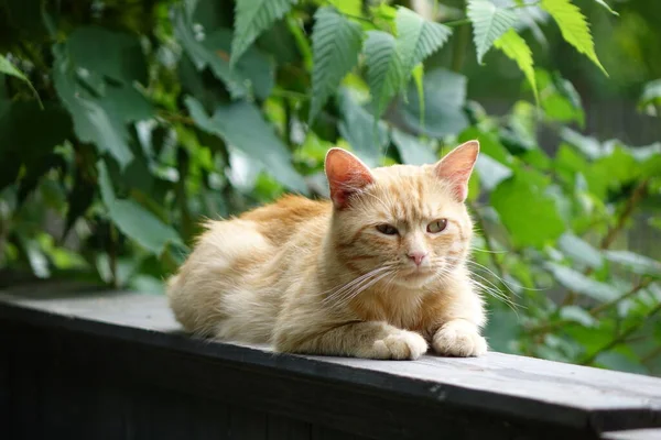 Nahaufnahme Der Niedlichen Rothaarigen Katze — Stockfoto