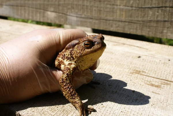 Frog Hands — Stock Photo, Image