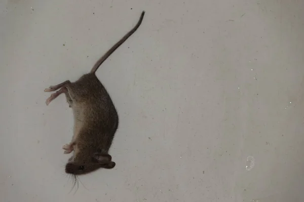 Mysz Domowa Mus Musculus — Zdjęcie stockowe