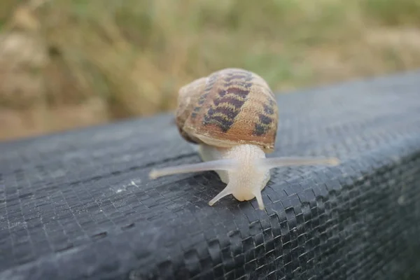 Petit Escargot Une Ferme Escargots Transcarpathie — Photo