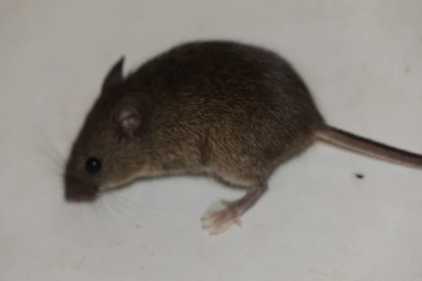 Rato Doméstico Comum Mus Musculus — Fotografia de Stock