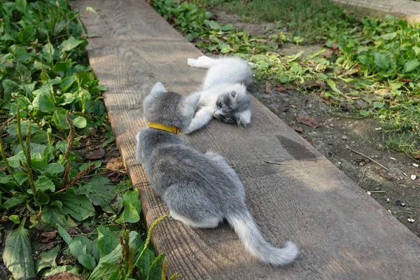 Vista Cerca Lindos Gatos Aire Libre —  Fotos de Stock