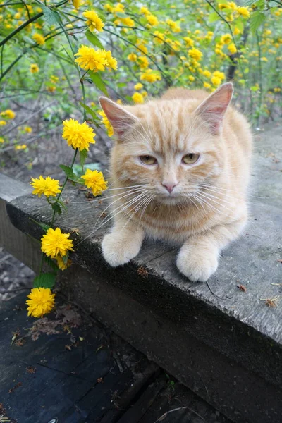 Närbild Söt Rödhårig Katt — Stockfoto