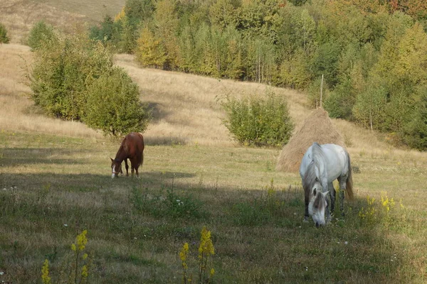 Hutsul Kůň Známý Jako Gutsulik Nebo Gutsul Skalní Domácí Koně — Stock fotografie
