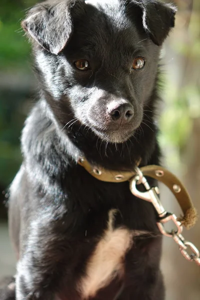 Jovem Gato Preto Branco — Fotografia de Stock