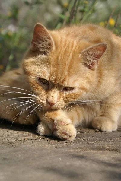 Nahaufnahme Der Niedlichen Rothaarigen Katze — Stockfoto