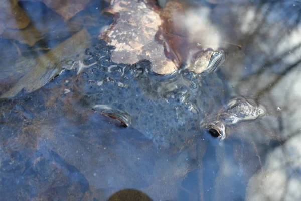 Sapo Ovos Pântano Primavera — Fotografia de Stock