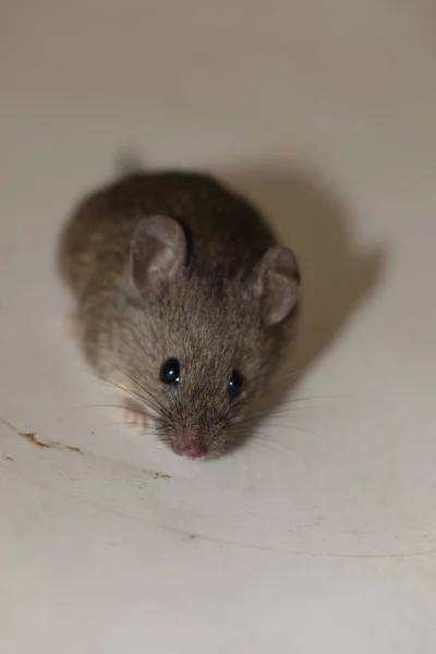 Souris Domestique Commune Mus Musculus — Photo