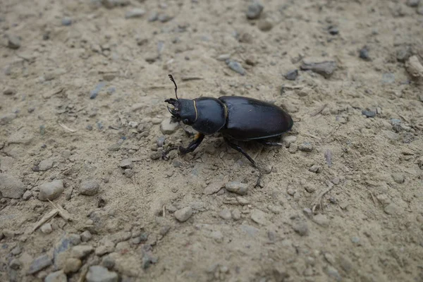 European Beetle Transcarpathia Close View — Stock Photo, Image