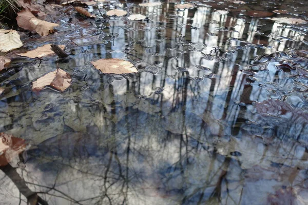 Vejce Žába Bažina Jaro — Stock fotografie