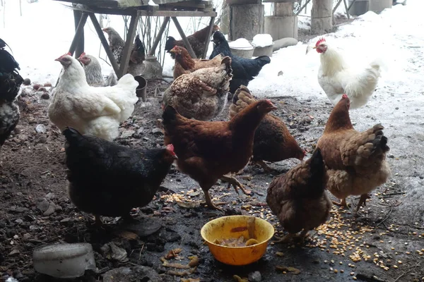 Kyllingfarm Fuglefarm Stabil Med Masse Høner Som Trener Utendørs Tidlig – stockfoto